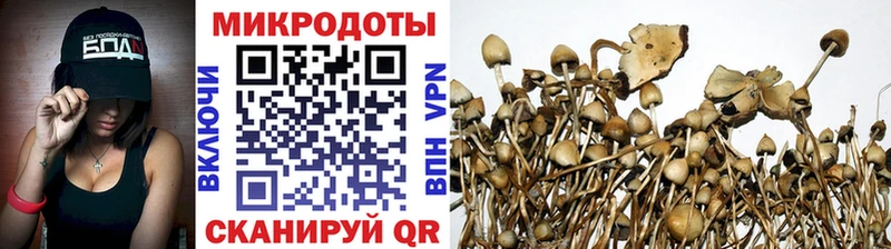 где купить наркоту  Дно  Псилоцибиновые грибы Psilocybe 